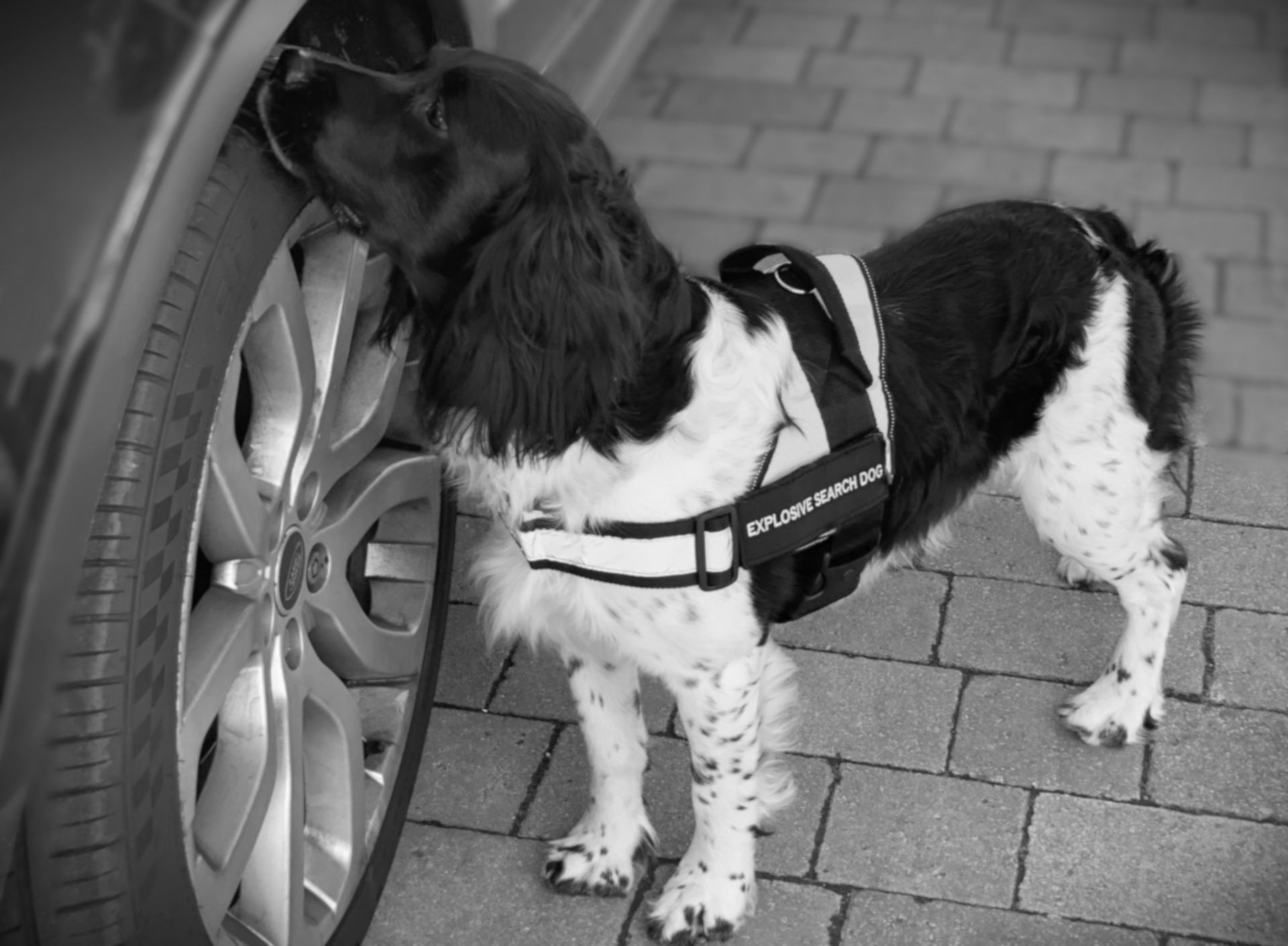 Explosives search dog